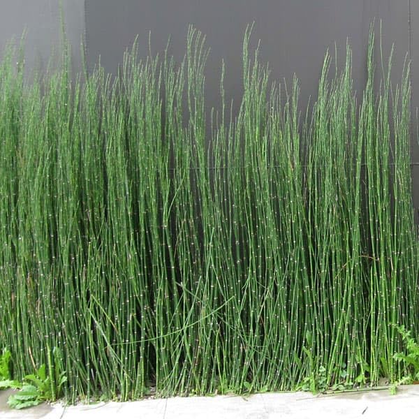 Amazon.co.jp: トクサ（木賊）：3～3.5号ポット2株セット[和風庭園の